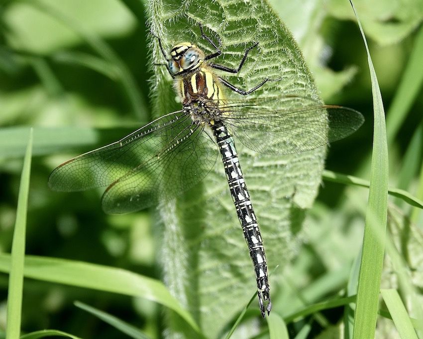 hairy dragonfly